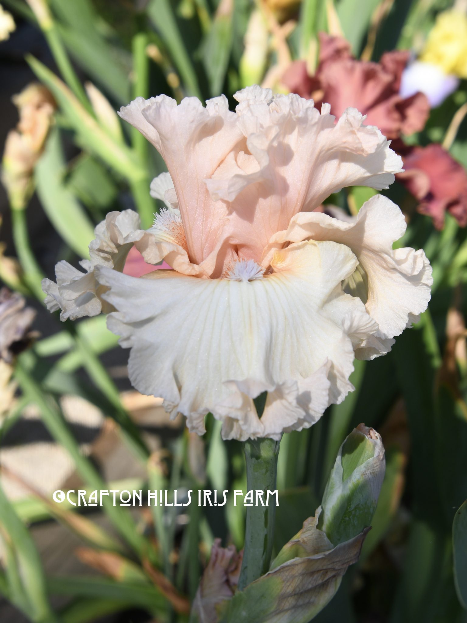 Crafton Hills Iris Farm Plants Flowers
