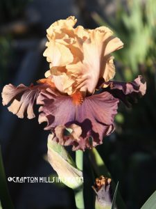 Crafton Hills Iris Farm Plants Flowers