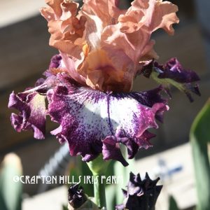 Feel the Power Flower