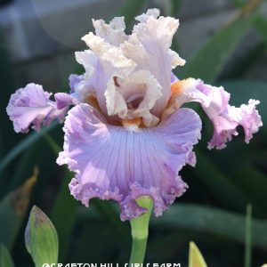 Straight Laced Iris Flower