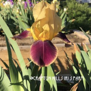 Marinella Iris Farm Flower