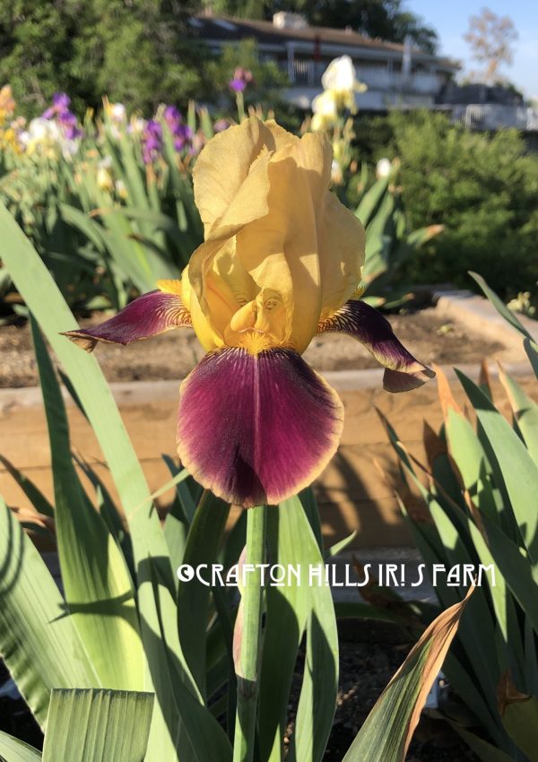 Marinella Iris Farm Flower