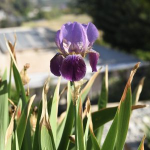 Monterey Iris Farm Flower