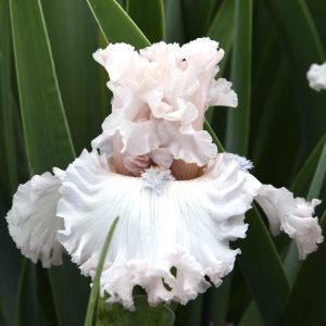 In Full View Iris Flower