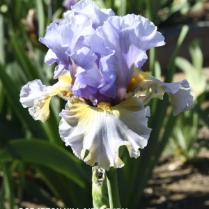 zzCollusion Iris Farm Flower