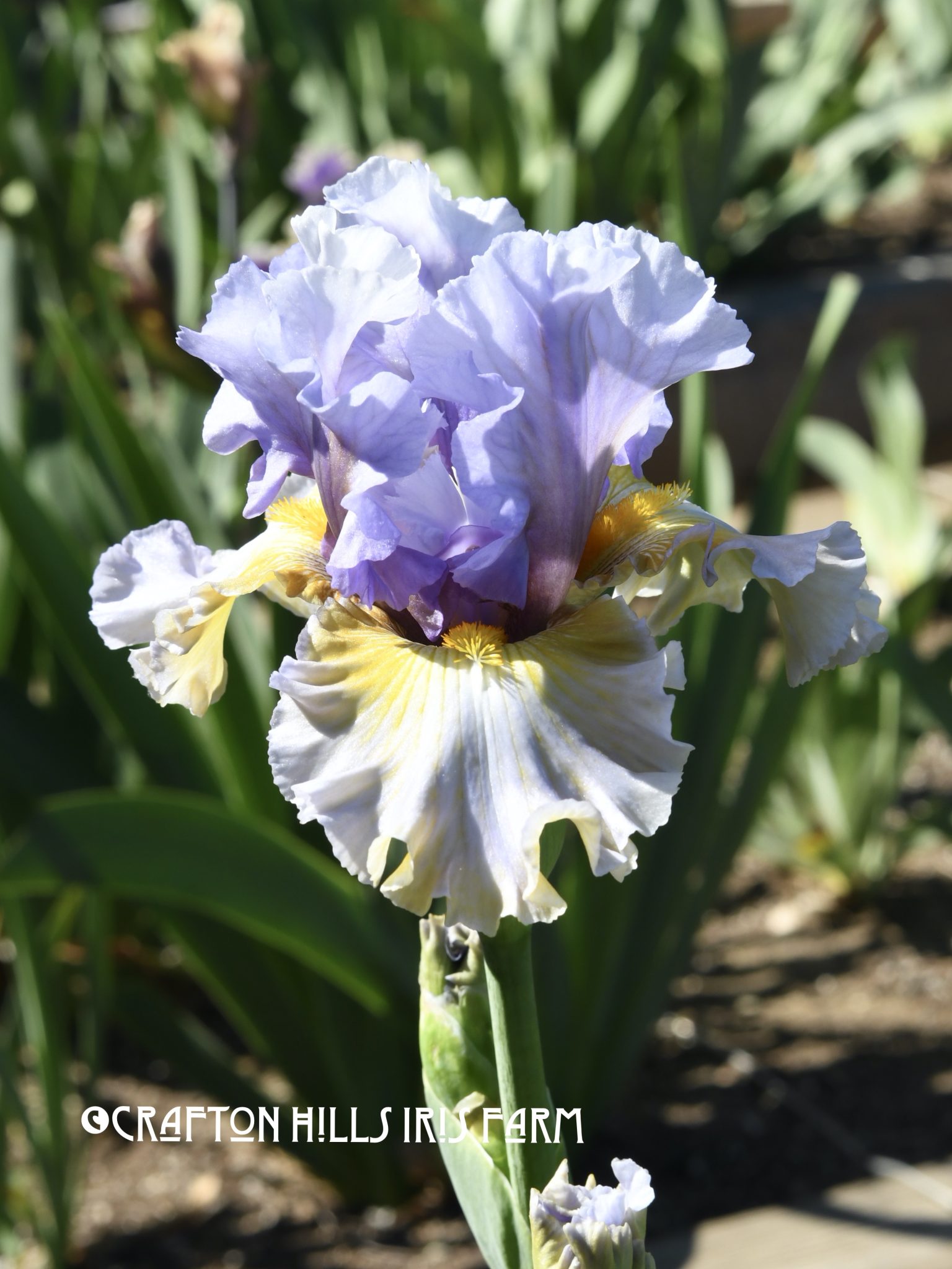 zzCollusion Iris Farm Flower