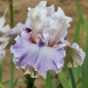 Trending Iris flower