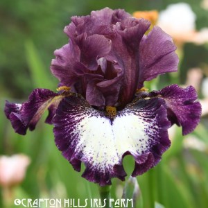 Plum Loco Iris Flower
