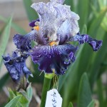 All In Vein Iris Flower