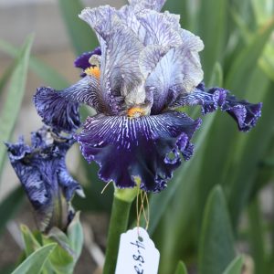 All In Vein Iris Flower