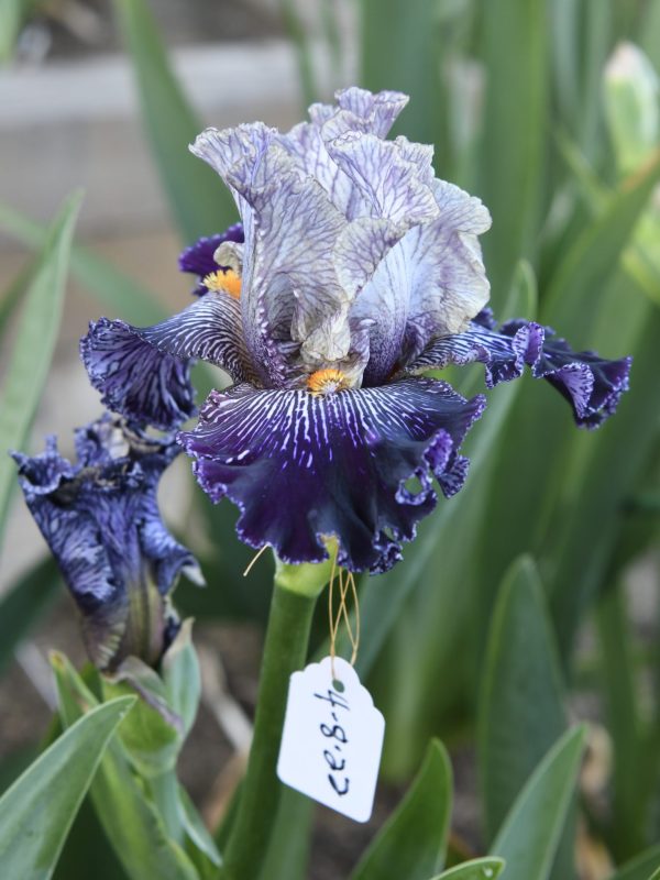 All In Vein Iris Flower
