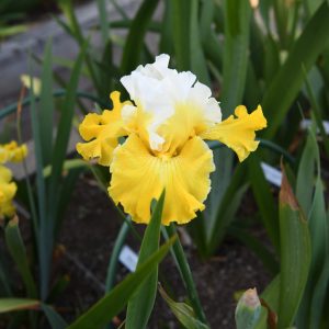 Jubilance Iris Flower