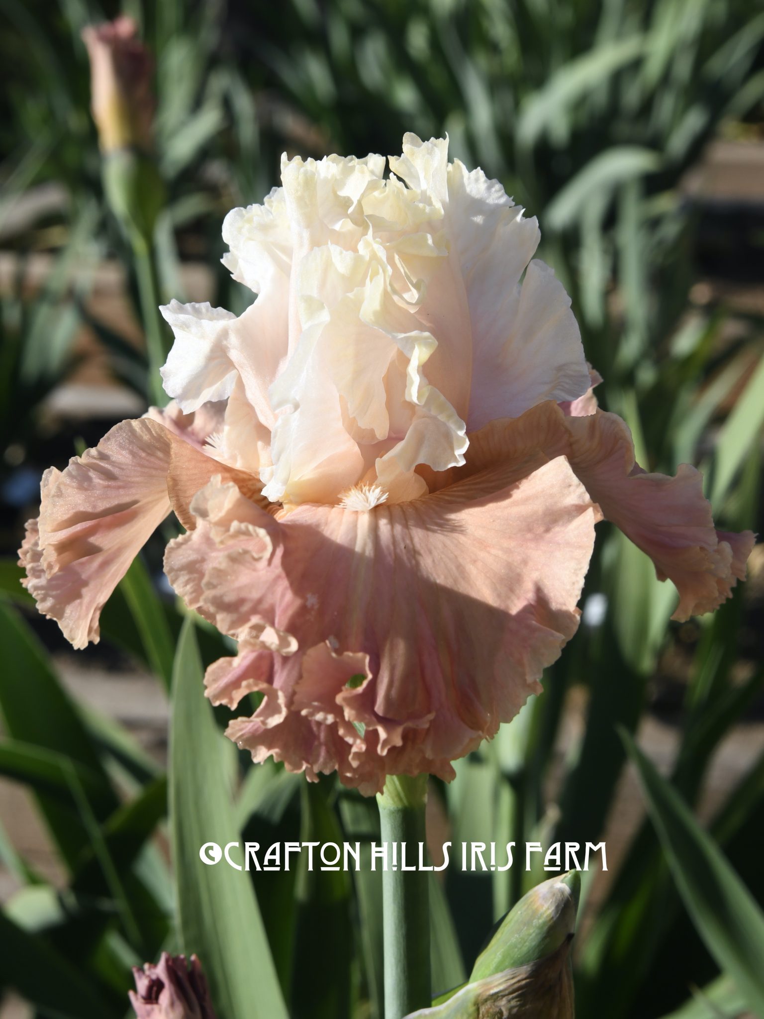 Destiny's Kiss Iris Flower