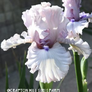 You're the One Iris Flower