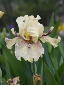Red Triumph Iris Flower