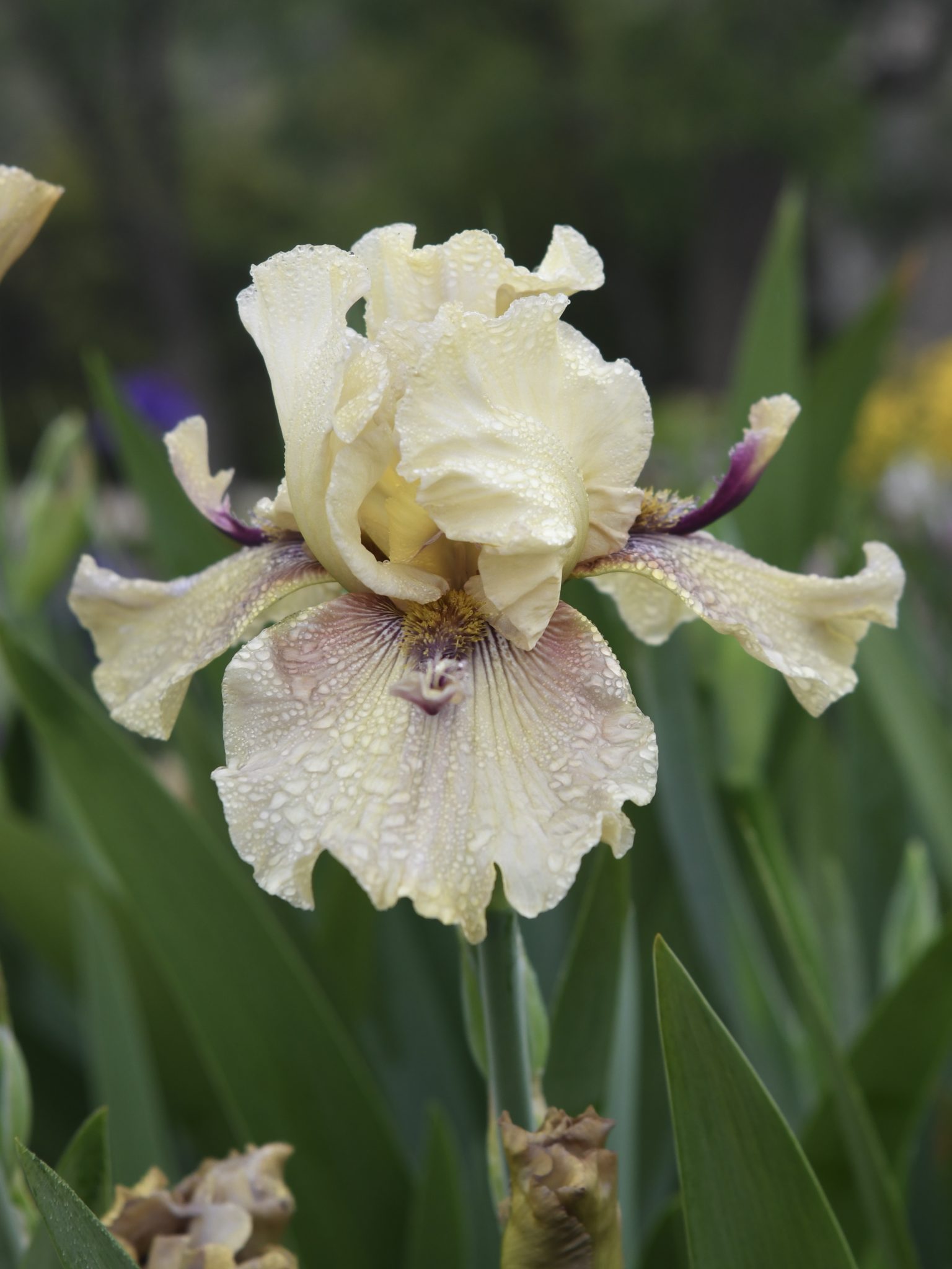 Red Triumph Iris Flower