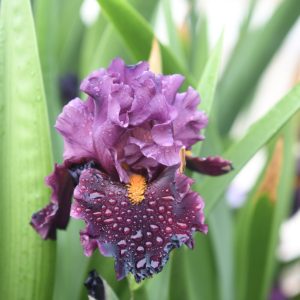 Night Whispers Iris Flower