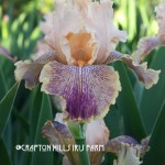 Peach Royale Iris Flower