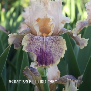 Peach Royale Iris Flower
