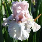 Vanity Girl Iris Flower
