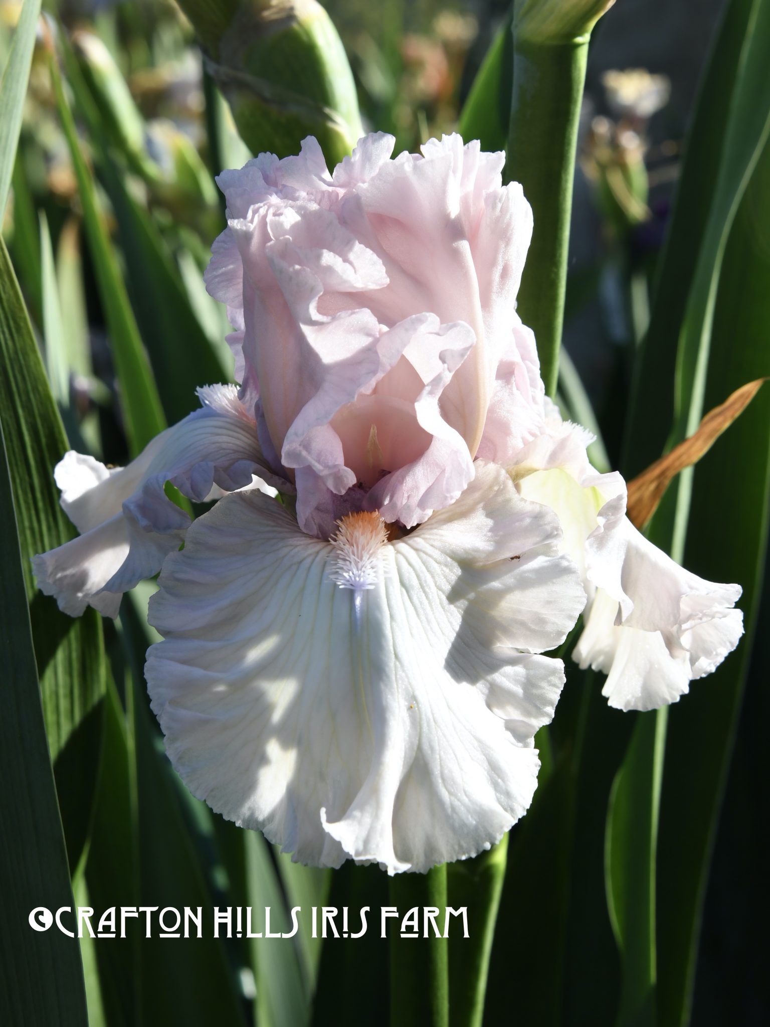 Vanity Girl Iris Flower