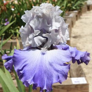 All Grown Up Potted Iris