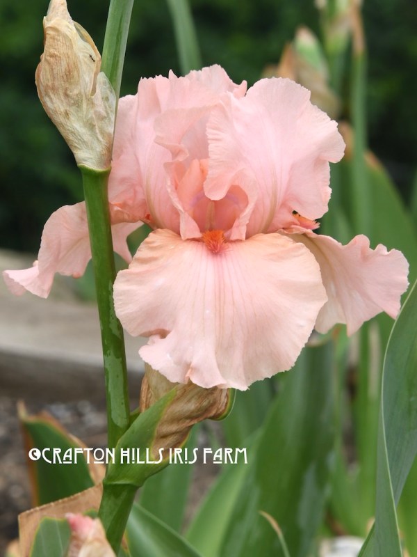 I Pink I Can Potted Iris Flower