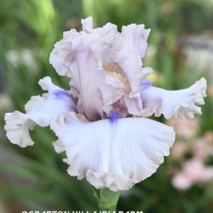 Candy Dust Iris Flower
