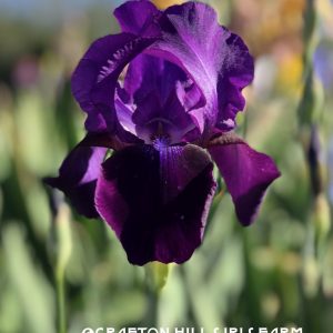 Raven Wing Iris Flower