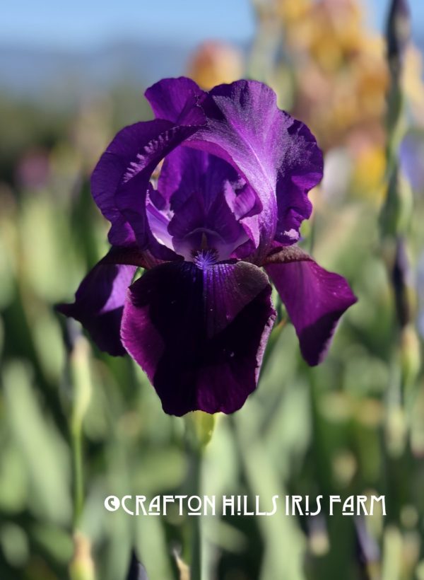 Raven Wing Iris Flower