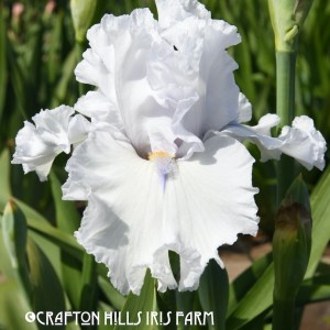Arctic Chill Iris Flower