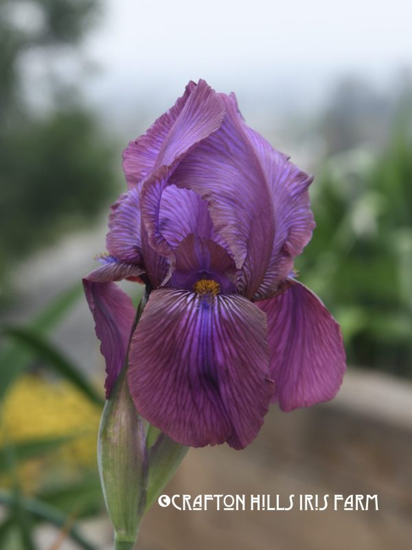 Sheriffa Iris Flower