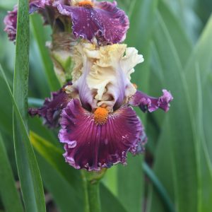 Splash Out Iris Flower