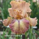 Terra Cotta Surprise Iris Flower
