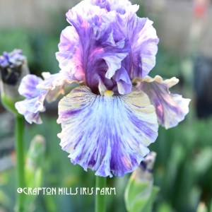 You're A Mess Iris flower