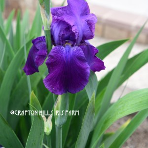 Black Banner Iris Flower