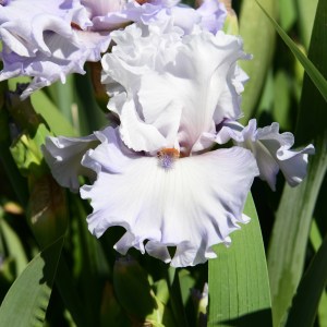 Bride's Bouquet Iris flower