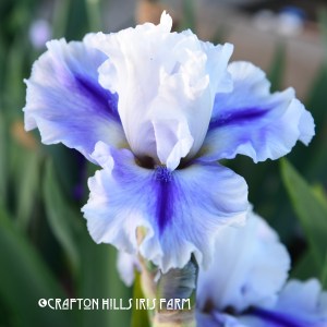 Flatlander Iris flower