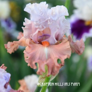 That's My Girl Iris flower