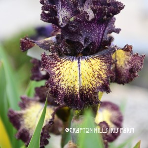 Film Noir Iris flower