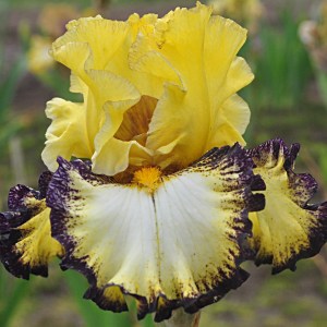Underlined Iris flower