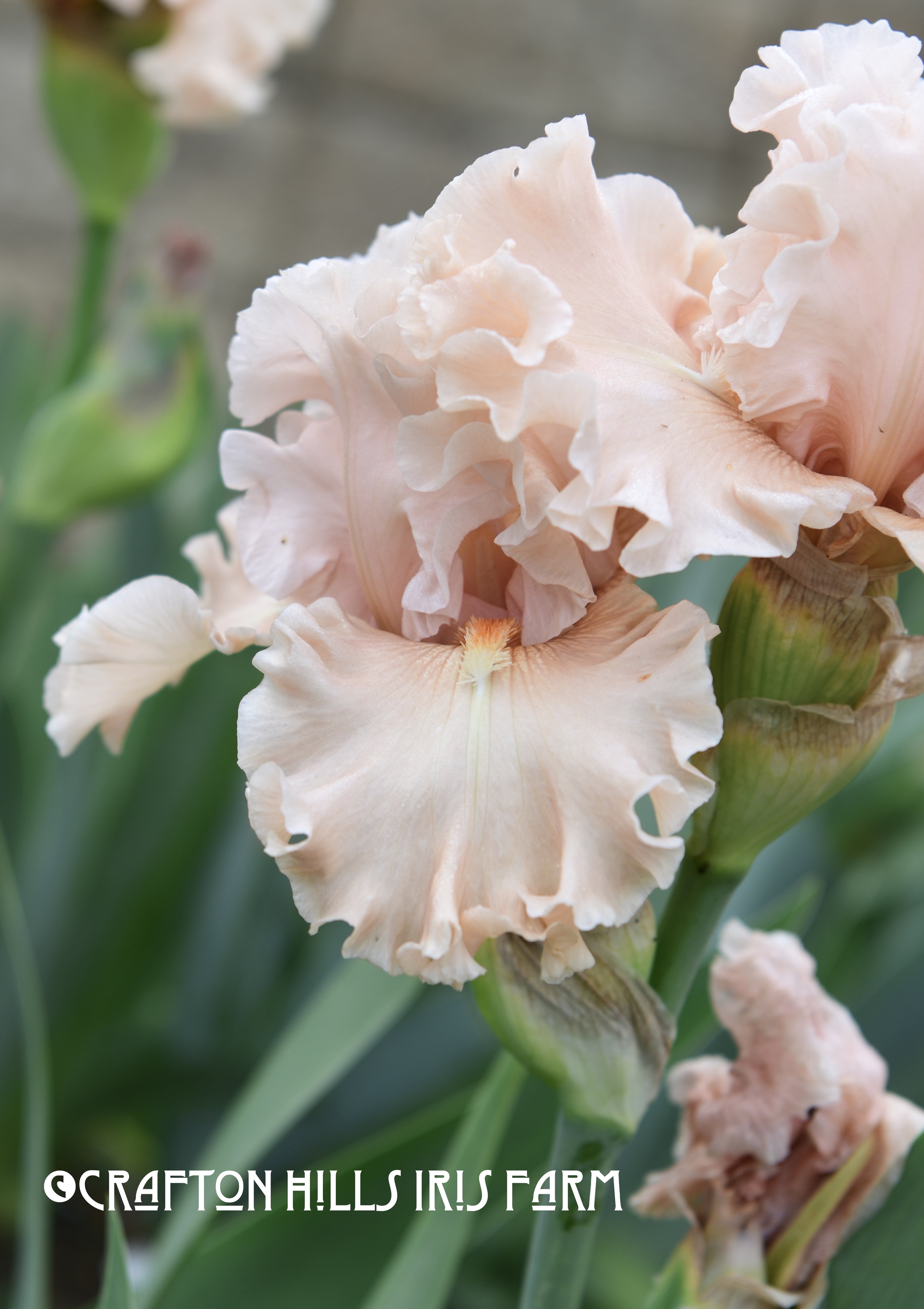 Hello Romance Iris flower