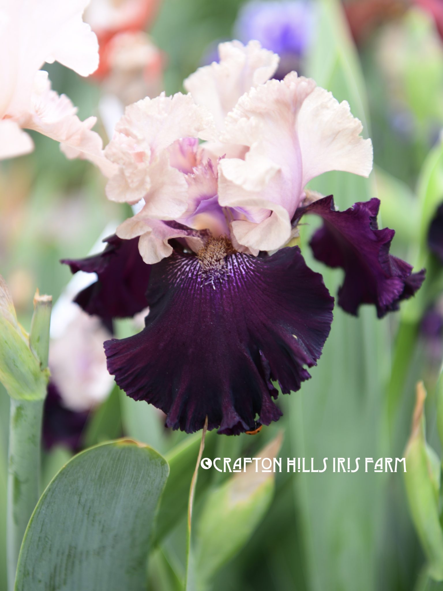 Magical Night flower from our Iris Farm