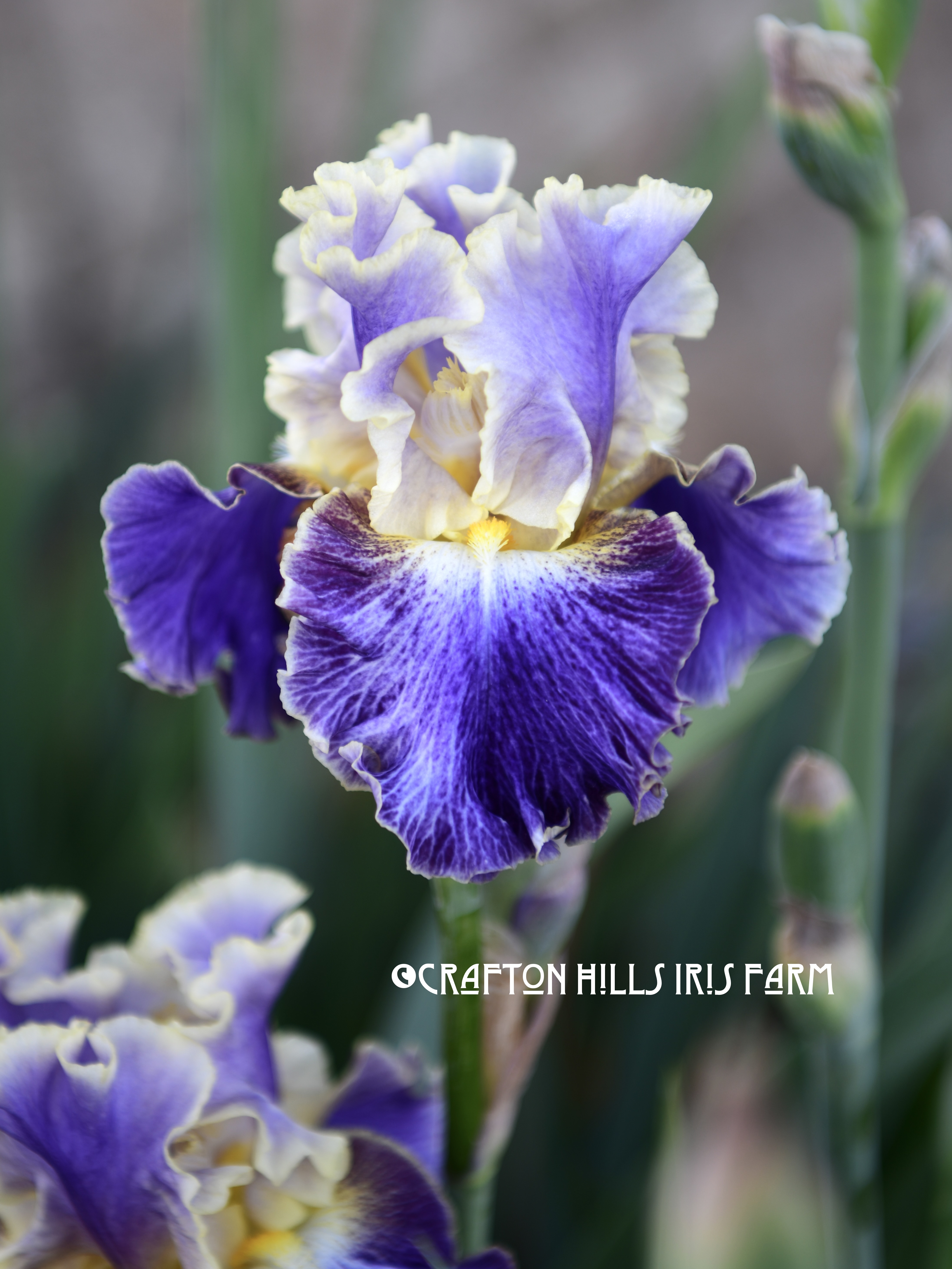 Iris flower Spine Tingler