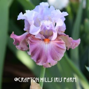 Deep In Love flower from our Iris Farm