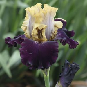 King's Coronation flower from our Iris Farm