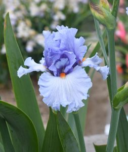 Bluebird of Happiness flower from our Iris Farm