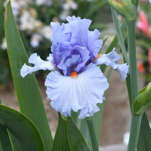 Bluebird of Happiness flower from our Iris Farm