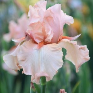 Pink Martini flower from our Iris Farm
