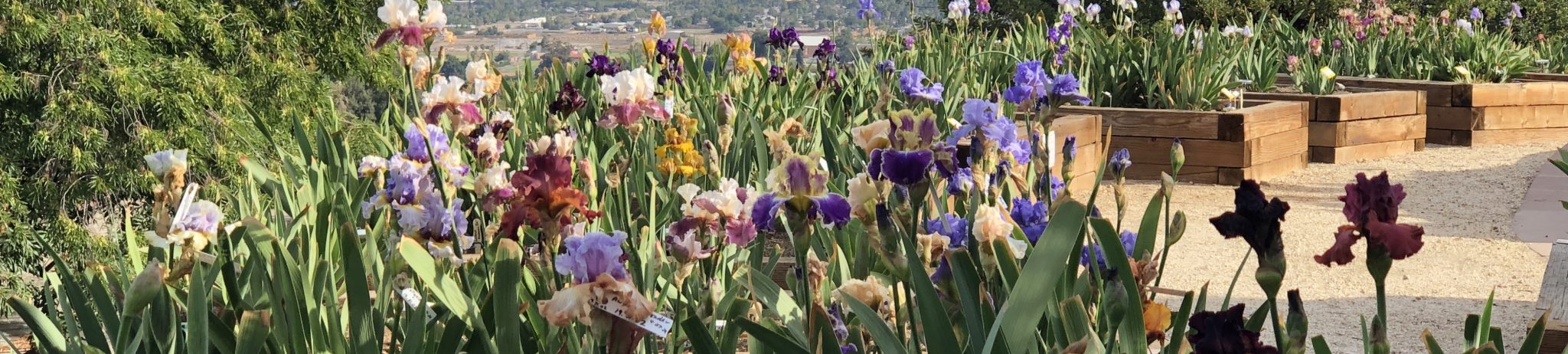 Garden Visit Crafton Hills Iris Farm